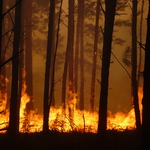 Incendio_olivari_2-09-08_029
