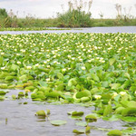 Ibera