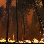 Incendio_forestal