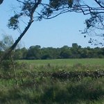 Arroceras_(1)