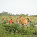 Ibera