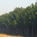 Pinos