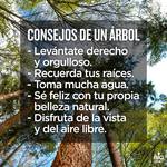 Dia_del_arbol