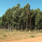 Esia_forestal_(2)