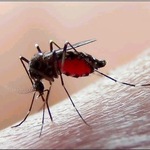 Dengue_muskiet